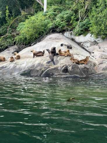 Um grupo de leões-marinhos relaxa na costa rochosa ao lado de águas verdes, cercado por uma floresta densa e exuberante. Alguns leões-marinhos estão deitados, outros estão alertas e observando.