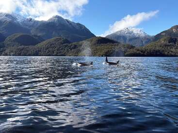 Duas orcas nadam em um lago calmo e reflexivo, cercado por florestas verdes exuberantes e montanhas majestosas cobertas de neve, sob um céu azul claro e brilhante.