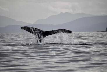 A cauda de uma baleia surge graciosamente da superfície calma do oceano, com água escorrendo de suas barbatanas, enquanto montanhas enevoadas criam um cenário tranquilo e deslumbrante ao longe.