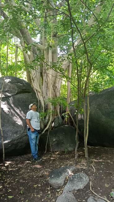 Ein Mann in einem grauen Hemd und einer Mütze steht zwischen großen Felsen und blickt zu einem hohen, dickwurzeligen Baum in einem üppigen, grünen Wald hinauf.
