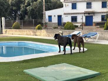 Deux chiens se tiennent au bord d'une petite piscine sur de l'herbe verte, en regardant dans l'eau. Deux chaises longues sont placées à proximité. Une maison blanche se trouve derrière eux.