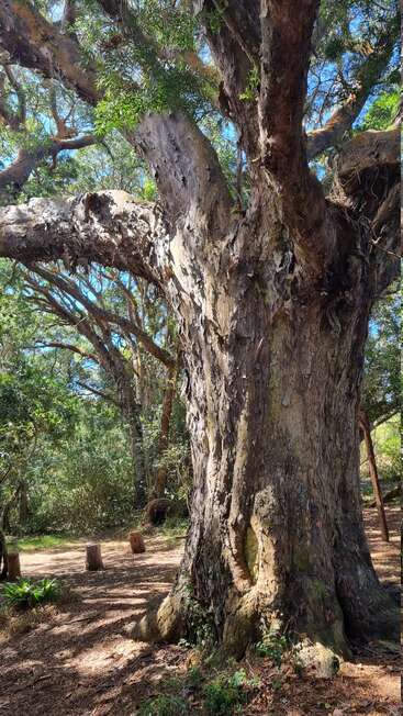 A massive, ancient tree stands in a sunlit forest, its thick, textured trunk and sprawling branches surrounded by dense greenery and scattered wooden stumps.