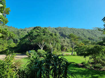 A lush green landscape with various trees, plants, and grass under a clear blue sky. Hills covered in dense foliage rise in the background, creating tranquility.
