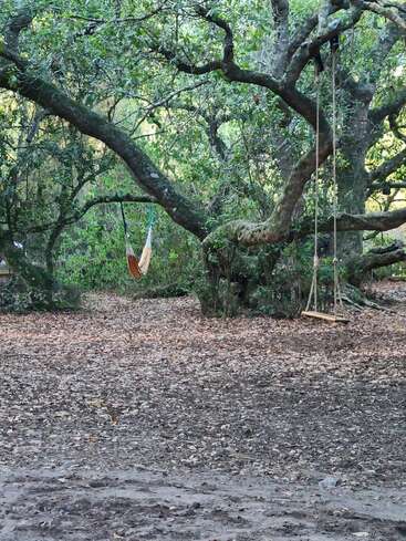 A peaceful woodland scene features two swings hanging from large tree branches. The ground is covered with fallen leaves, and green foliage surrounds the tranquil setting.
