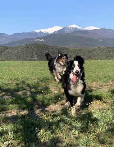 Deux chiens heureux courent dans un champ herbeux avec des montagnes en arrière-plan. Le soleil brille et ils sortent la langue, s'amusant à se poursuivre.