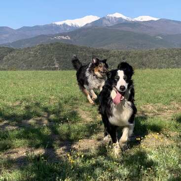 Zwei glückliche Hunde rennen über eine grasbewachsene Wiese mit Bergen im Hintergrund. Die Sonne scheint, und sie strecken ihre Zungen aus, um sich spielerisch zu jagen.