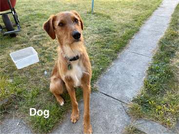Un perro marrón con collar está sentado en la hierba junto a una acera. Hay un contenedor de plástico y una carretilla cerca. Aparece la palabra "Perro".