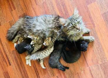 A fluffy mother cat lies on a wooden floor with her five adorable kittens snuggled up, nursing and resting closely together, creating a warm, loving family scene.