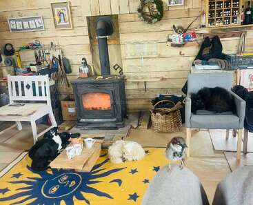 A cozy wooden room with a wood stove burning, dogs and a cat relaxing, a bird perched on knees, sun rug, and rustic decor everywhere.