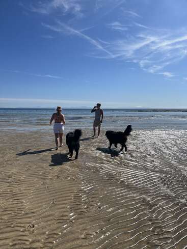 The image depicts a serene beach scene with two individuals and two dogs strolling along the shoreline, set against a backdrop of a clear blue sky and calm ocean waters.