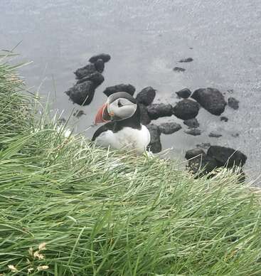The image depicts a puffin standing in tall grass, facing the camera, with rocks visible in the water behind it. The bird has a distinctive black and white body and red beak.