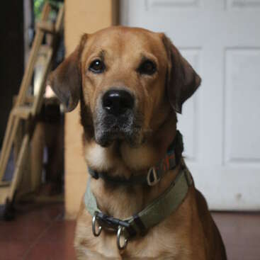 Das Bild zeigt einen braunen Hund mit grünem Halsband vor dem verschwommenen Hintergrund einer weißen Tür und einer hölzernen Leiter mit dem Wasserzeichen "workaway.info".