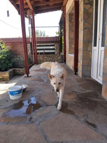 A white dog walks on a stone patio under a wooden roof. Water bowls and wet patches are visible. The house exterior is stone and wood.