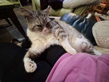 A relaxed gray and white cat lounges comfortably on a person's legs, who is wearing black pants and a pink shirt, in a cozy living room setting.