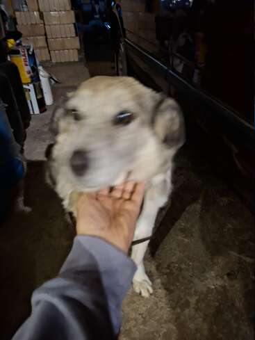 A blurry photo shows a person petting a light-colored dog indoors. The background includes stacked boxes, a vehicle, and cluttered items in a dimly lit space.
