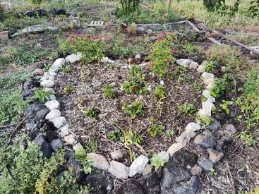Ein kleines, herzförmiges Gartenbeet, das mit Steinen eingefasst ist, enthält gemulchte Erde und verschiedene Pflanzen, darunter einige blühende Pflanzen mit rosa Blüten. Die Umgebung wirkt grasig und ungezähmt.