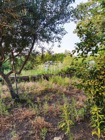 Une scène de jardin verdoyant avec de l'herbe et des arbres envahis par la végétation. À l'arrière-plan se dresse une structure métallique blanche, peut-être une serre ou un belvédère, partiellement cachée.