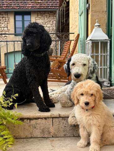 Trois adorables chiens - un caniche noir, un caniche blanc et gris et un chiot doré - sont assis sur des marches en pierre à l'extérieur d'une charmante maison rustique avec des meubles en bois.