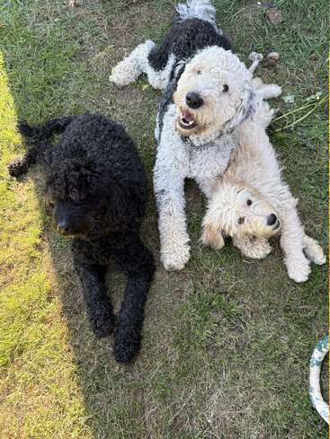 Trois chiens aux poils bouclés, un noir, un blanc et un crème, couchés ensemble sur l'herbe, profitant d'une journée ensoleillée, levant les yeux avec une expression joyeuse.