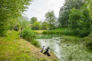 Drei Enten stehen am Ufer eines kleinen, mit Grünalgen bedeckten Teiches, umgeben von üppigen Bäumen, grasbewachsenen Wegen und Gebäuden im Hintergrund.