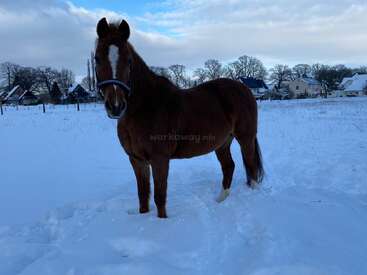 Ein braunes Pferd mit einem weißen Streifen im Gesicht steht auf einem verschneiten Feld, im Hintergrund sind Häuser, Bäume und ein bewölkter Himmel zu sehen.