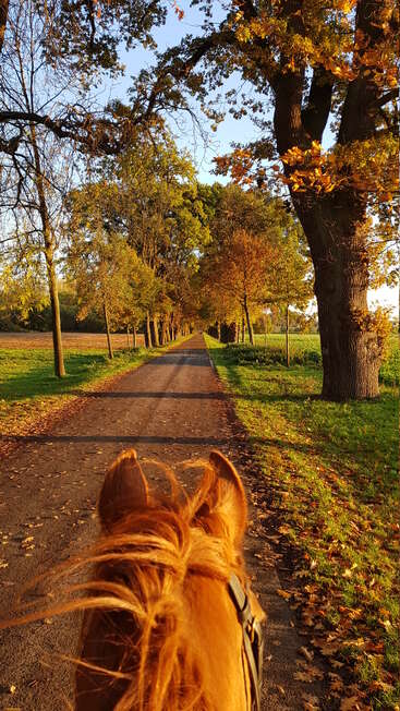 Im Vordergrund ist der Kopf eines Pferdes zu sehen, das im Herbst einen sonnenbeschienenen, von Bäumen gesäumten Weg entlangläuft. Goldene Blätter, grünes Gras und die friedliche Landschaft sorgen für eine ruhige Atmosphäre.