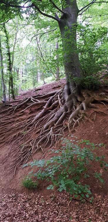 An einem Hang steht ein großer Baum, dessen ausgedehnte Wurzeln freiliegen und sich über den Waldboden ausbreiten, umgeben von üppigem grünem Laub und brauner Erde.