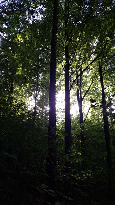 Sonnenlicht fällt durch die hohen Bäume eines dichten, grünen Waldes. Die Blätter sind üppig und werfen fleckige Schatten auf den Boden. Eine friedliche, ruhige Naturkulisse.