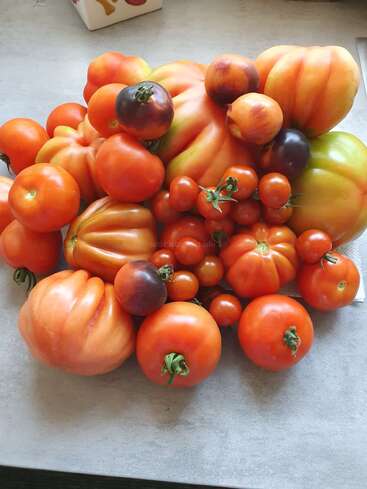 Eine bunte Auswahl an Tomaten in verschiedenen Formen und Größen, darunter runde, gerippte und alte Sorten, von denen einige auffällige violette und grüne Farbtöne aufweisen. Frisch geerntet.