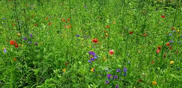 Eine lebendige Wiese voller saftig-grünem Gras und verschiedenen Wildblumen, darunter rote, violette, gelbe und orangefarbene Blüten, die ein lebhaftes, farbenfrohes Naturbild ergeben.