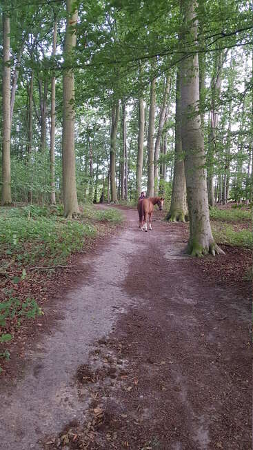 Ein braunes Pferd mit einem Reiter steht auf einem gewundenen Waldweg. Hohe Bäume umgeben sie und schaffen eine friedliche, grüne Atmosphäre voller natürlicher Schönheit.