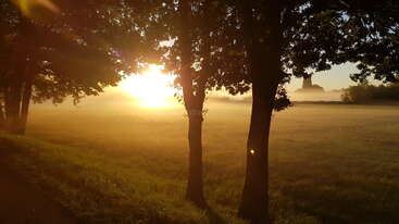 Bei Sonnenaufgang fällt goldenes Sonnenlicht durch die Bäume und wirft lange Schatten auf ein nebliges Feld. Leichter Nebel hängt noch in der Luft und unterstreicht die friedliche Landschaft am frühen Morgen.