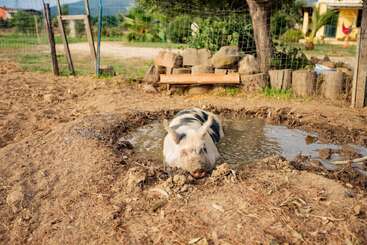 A pig is happily wallowing in a muddy puddle on a farm, surrounded by dirt, trees, wooden logs, and a rural, rustic background.