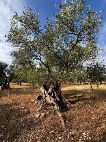 Un antiguo olivo de tronco nudoso se alza en un campo soleado bajo un cielo azul, rodeado de hierba seca y piedras esparcidas.