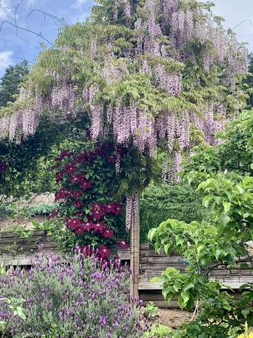 A vibrant garden scene with cascading wisteria, deep red clematis climbing a wooden trellis, blooming lavender below, and lush green foliage under a blue sky.