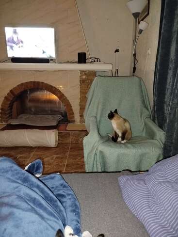 Eine Siamkatze sitzt auf einem gepolsterten Sessel und schaut auf einen Kamin, auf dem ein Fernseher steht. Decken und eine Lampe runden das gemütliche Wohnzimmer ab.