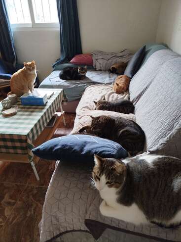 Sechs Katzen liegen zufrieden auf einem Sofa und einem Bett in einem gemütlichen Zimmer mit sanftem Licht, Kissen und einem karierten Tisch, was eine friedliche, heimelige Atmosphäre schafft.