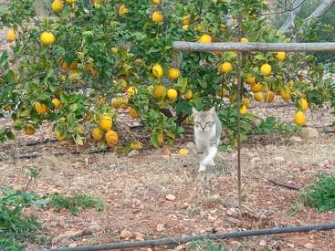 Eine grau-weiße Katze läuft auf trockenem Boden vor einem üppigen Zitronenbaum voller gelber Zitronen und grüner Blätter.