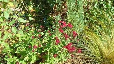 Esta imagem mostra um jardim vibrante com folhagem verde exuberante, flores vermelhas em flor, grama alta e alguns arbustos, todos iluminados pela luz solar natural e brilhante.