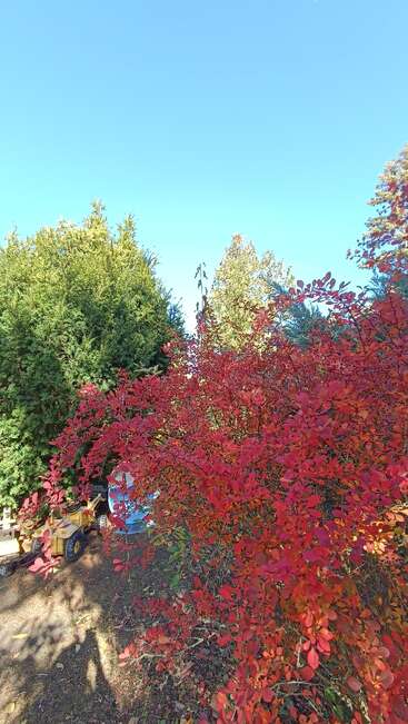 Os arbustos vermelhos brilhantes de outono dominam o primeiro plano, em meio a árvores verdes exuberantes. Um céu azul claro acima, com caminhões de brinquedo amarelos parcialmente visíveis no chão.