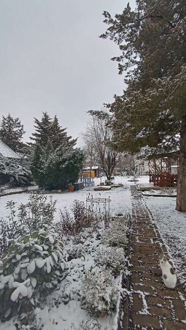 A snowy garden scene with evergreen trees, bare winter branches, and a stone pathway. A white cat with black spots sits at the path’s edge, observing quietly.