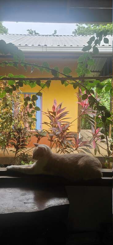 Un chat de couleur claire se prélasse sur un rebord de fenêtre, encadré par des vignes vertes, avec une maison jaune, une fenêtre bleue et des plantes tropicales vibrantes en arrière-plan. Scène paisible.