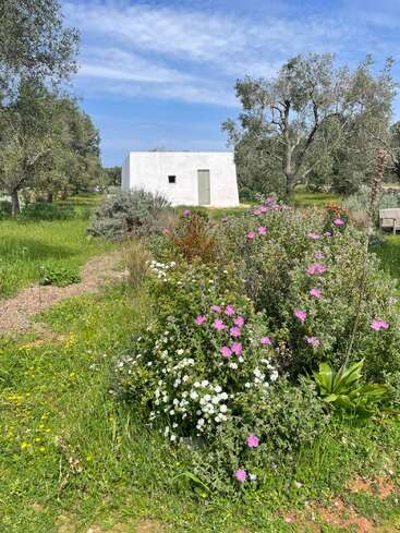 Um pequeno edifício branco e minimalista ergue-se num jardim verdejante e exuberante, repleto de flores silvestres em flor e cercado por oliveiras, sob um céu claro e parcialmente nublado.