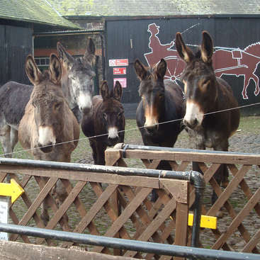 Animal care jobs devon Animal care jobs devon