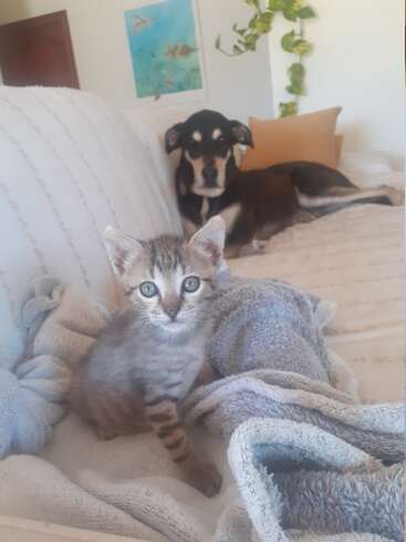 A small tabby kitten sits on a cozy blanket, staring at the camera. In the background, a black dog lounges on the bed, calmly observing.