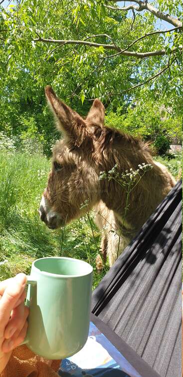 A person relaxes in a hammock holding a light green mug. Nearby, a fluffy brown donkey grazes in lush green grass under sunny trees. Peaceful.