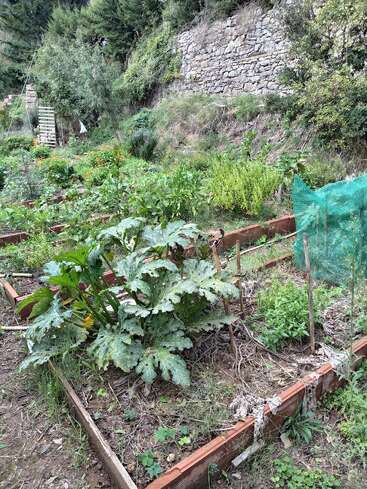 Esta imagen muestra un huerto frondoso y bien cuidado con bancales elevados, plantas frondosas y un muro de piedra al fondo, rodeado de vegetación y árboles.