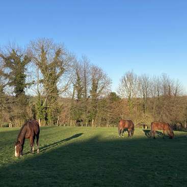 Three brown horses graze peacefully on a green field under a clear blue sky, with leafless trees and long shadows cast by the setting sun in the background.
