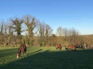Three brown horses graze peacefully on a green field under a clear blue sky, with leafless trees and long shadows cast by the setting sun in the background.
