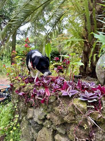 Um cachorro preto e branco está em cima de um muro de pedra coberto de musgo, farejando plantas de um verde-púrpura vibrante, cercado por uma vegetação tropical exuberante e samambaias em um jardim.